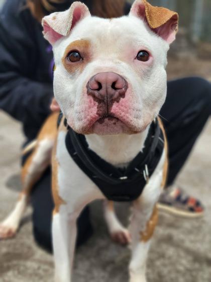 Enlarge Flounder, a Adoptable mixed breed in Hobart, IN image 3/3