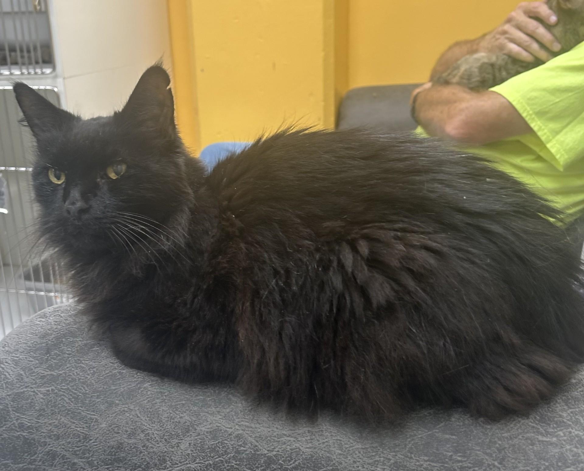 Enlarge BAT, a Adoptable Domestic Medium Hair in North Kansas City, MO image 2/2