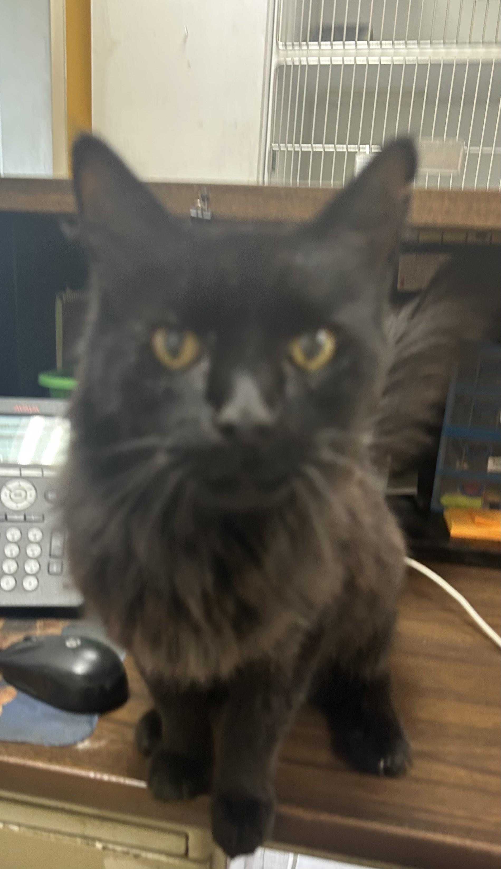 BAT, Adoptable, Senior Male Domestic Medium Hair.