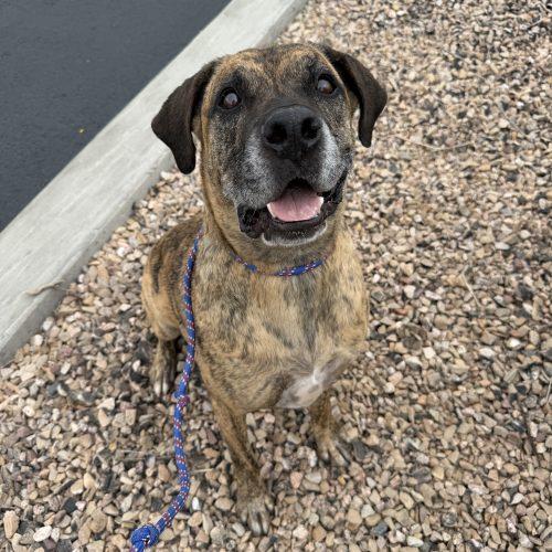 Linus, Adoptable, Adult Male Mastiff & Mixed Breed.