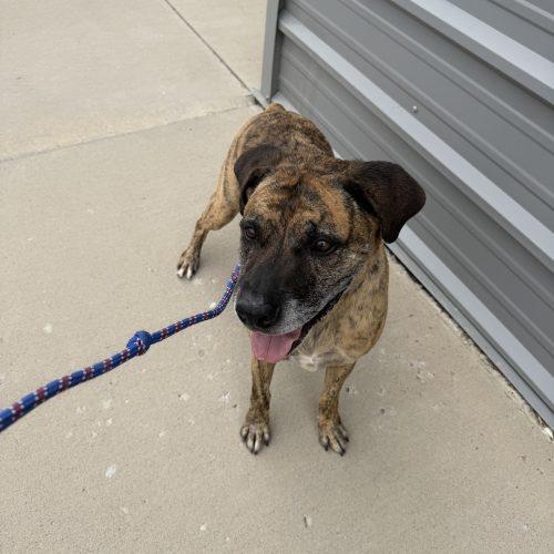 Enlarge Linus, a Adoptable mixed breed in Grand Junction, CO image 2/4
