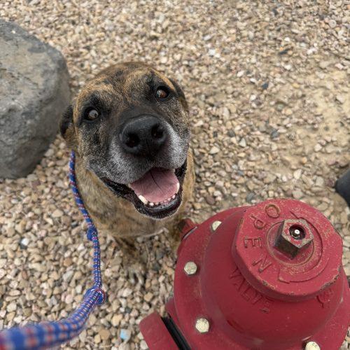 Enlarge Linus, a Adoptable mixed breed in Grand Junction, CO image 3/4