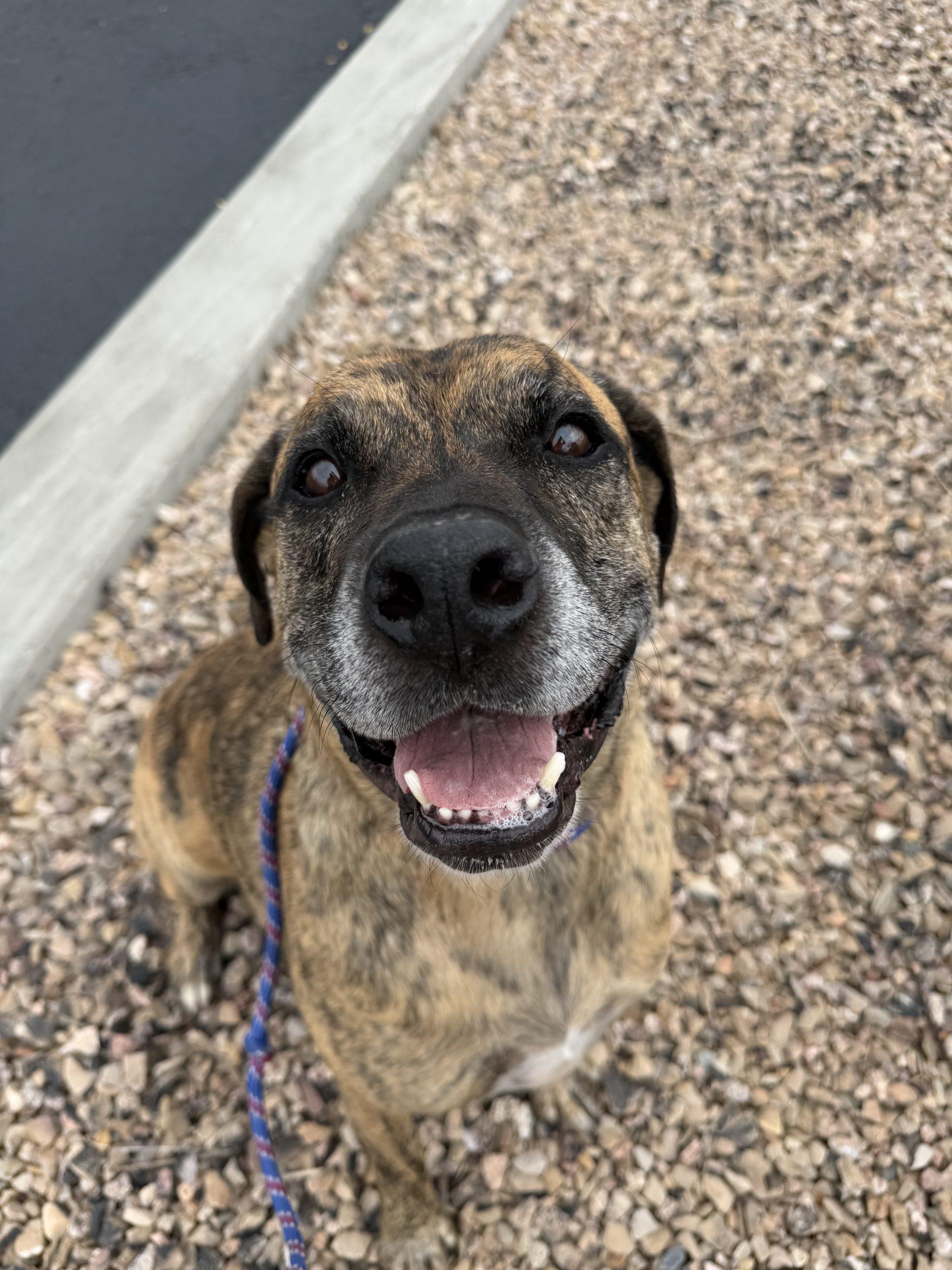 Enlarge Linus, a Adoptable mixed breed in Grand Junction, CO image 4/4