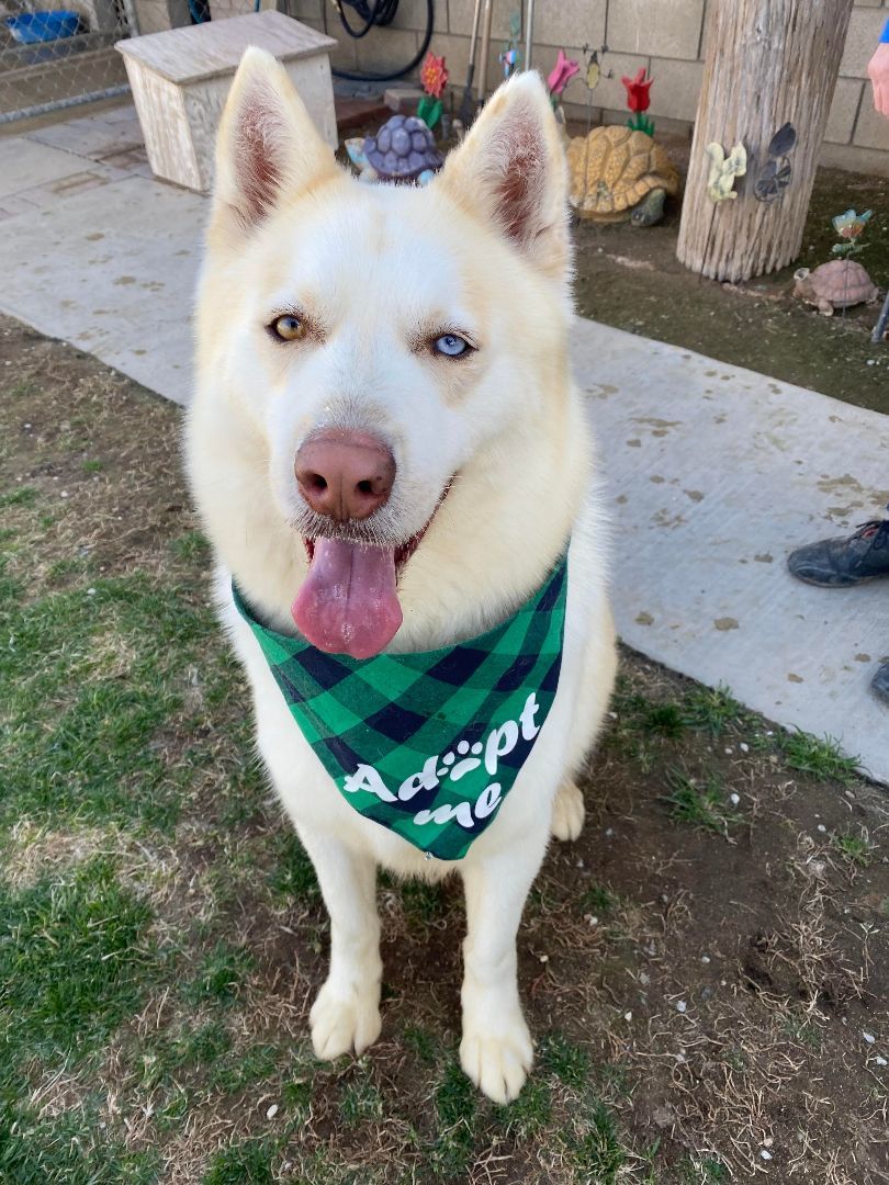 Victoria, Adoptable, Adult Female Siberian Husky.