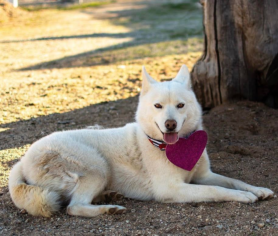 Victoria, a Adoptable Siberian Husky in Agua Dulce, CA image 2/6
