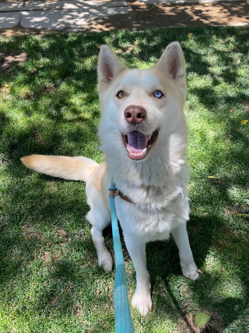 Victoria, a Adoptable Siberian Husky in Agua Dulce, CA image 3/6