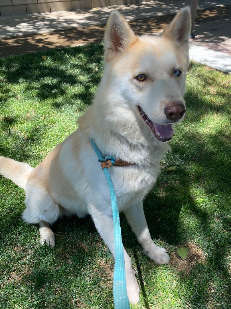 Victoria, a Adoptable Siberian Husky in Agua Dulce, CA image 4/6