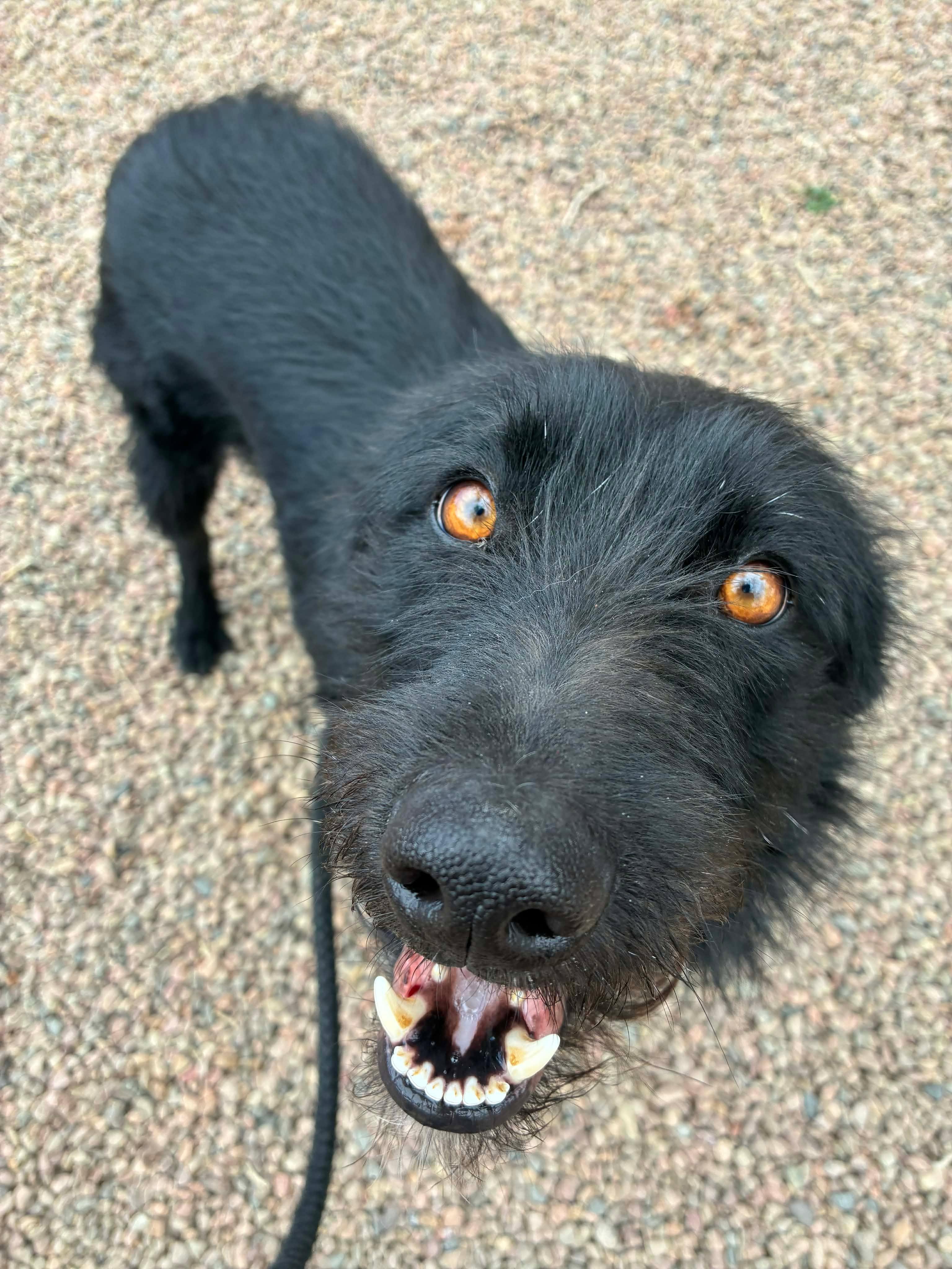 Millie, adopted, Adult Female German Longhaired Pointer.