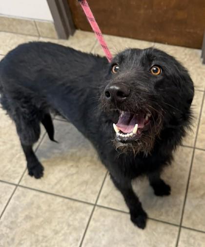 Enlarge Millie, an adopted mixed breed in Canon City, CO image 2/2