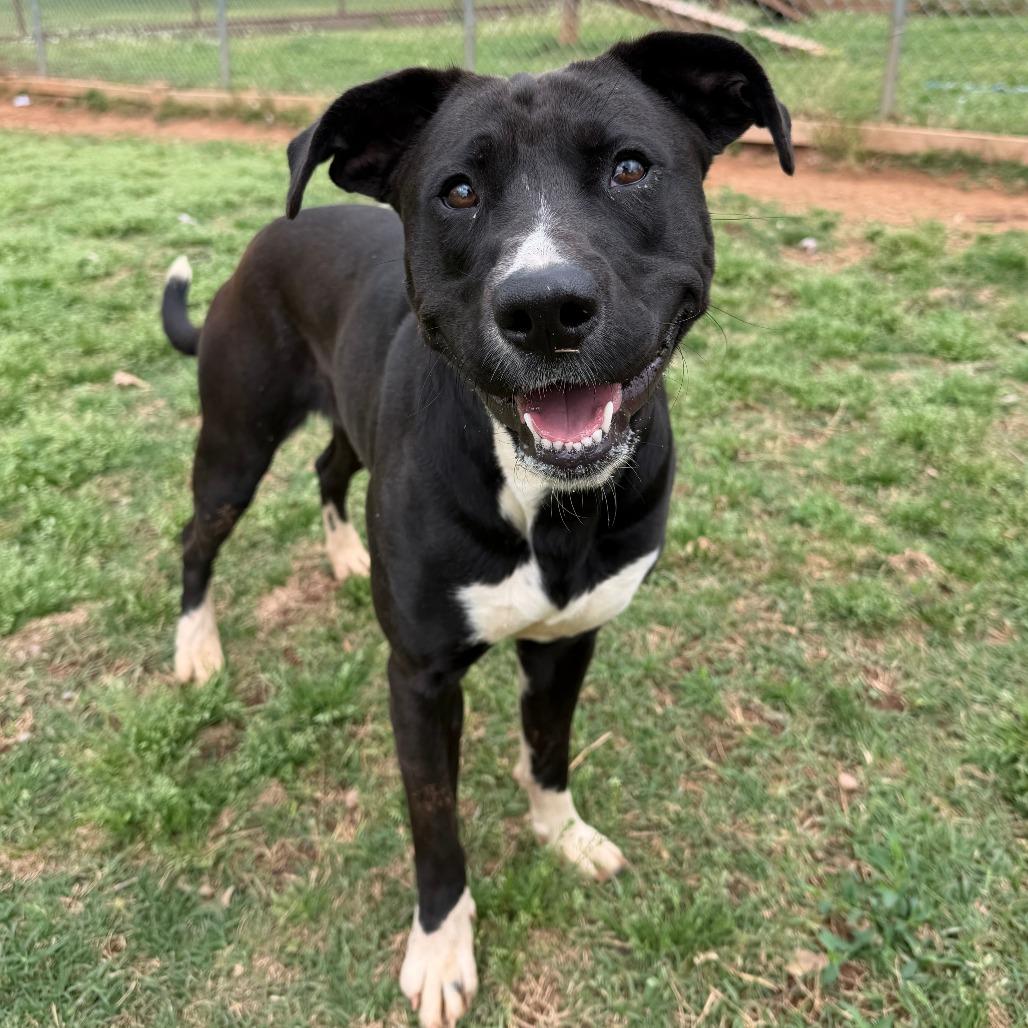 Rainie, Adoptable, Adult Female Black Labrador Retriever & Terrier.