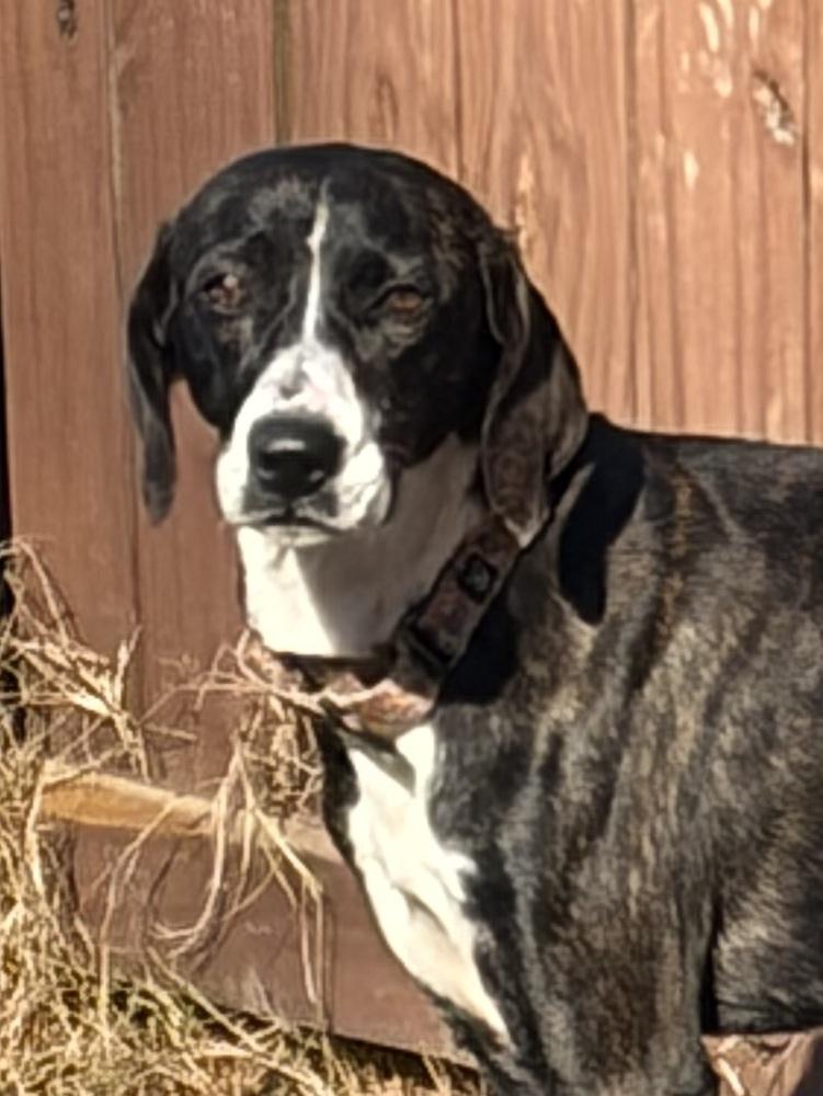 Enlarge Rosalee, a Adoptable mixed breed in Louisa, VA image 1/6