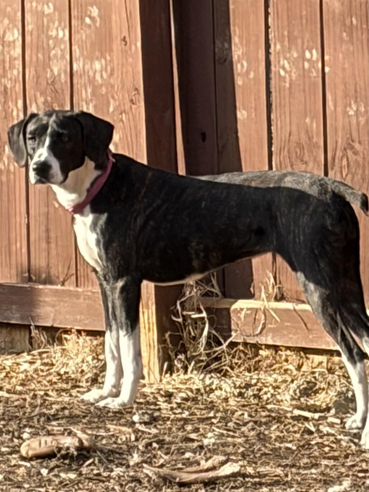 Enlarge Rosalee, a Adoptable mixed breed in Louisa, VA image 2/6