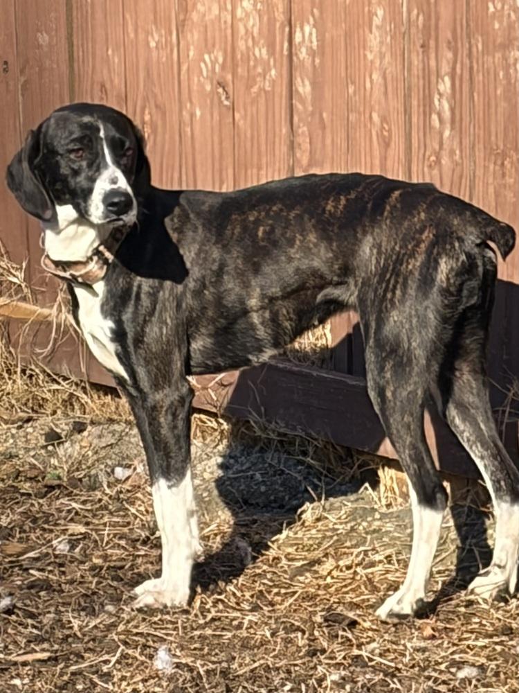 Enlarge Rosalee, a Adoptable mixed breed in Louisa, VA image 3/6