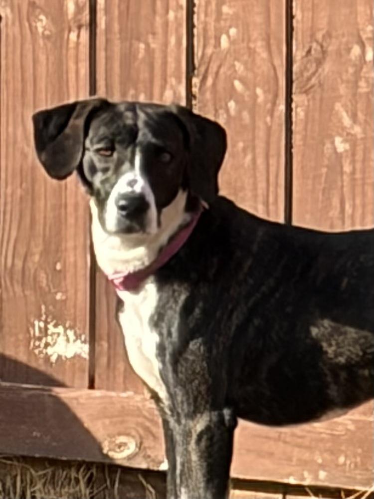 Enlarge Rosalee, a Adoptable mixed breed in Louisa, VA image 4/6