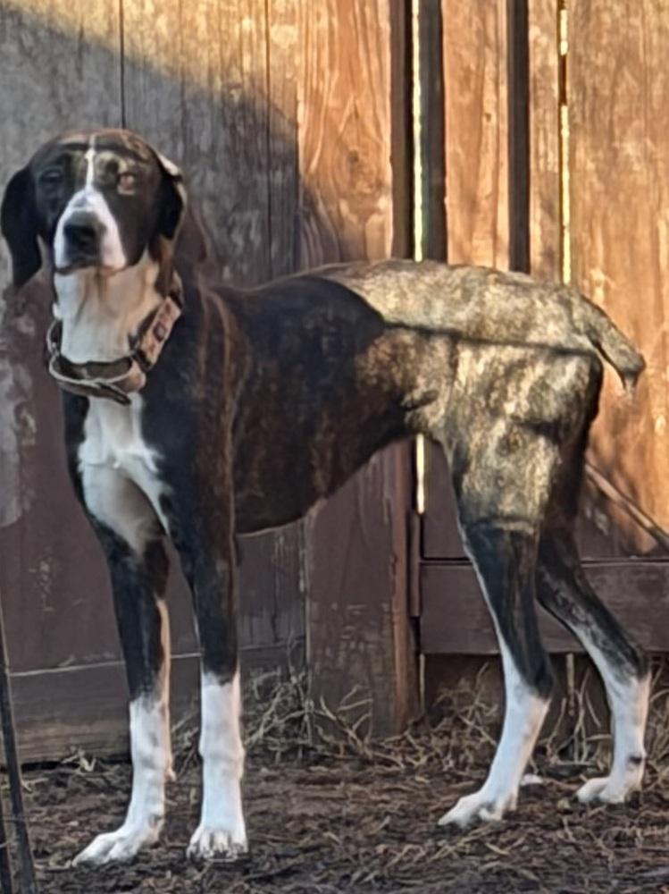 Enlarge Rosalee, a Adoptable mixed breed in Louisa, VA image 5/6