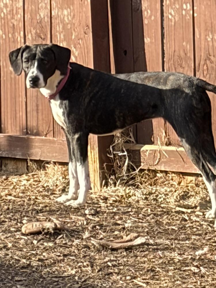 Enlarge Rosalee, a Adoptable mixed breed in Louisa, VA image 6/6