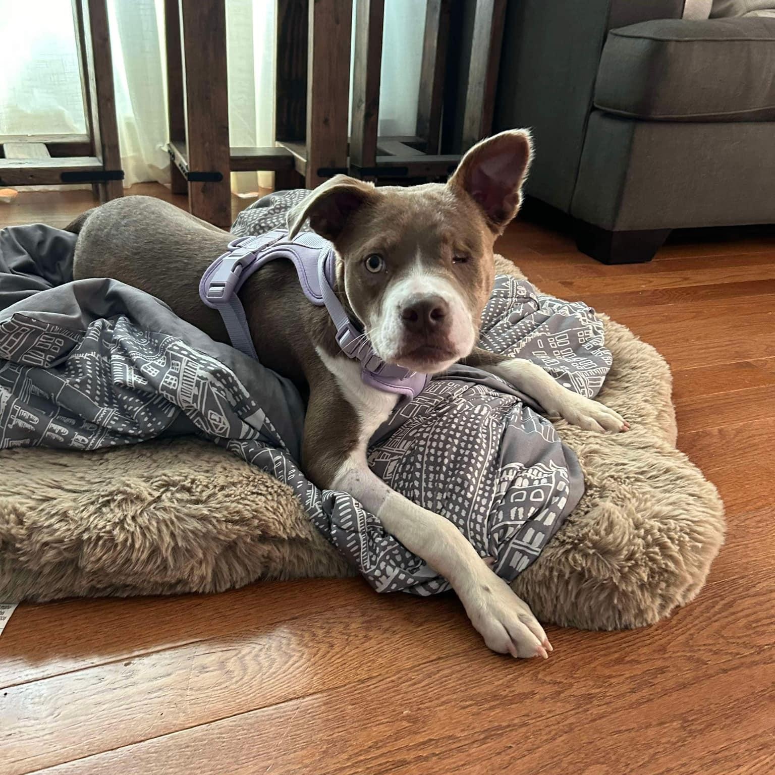 Enlarge Seraphine, a Adoptable mixed breed in Farmingdale, NJ image 6/6