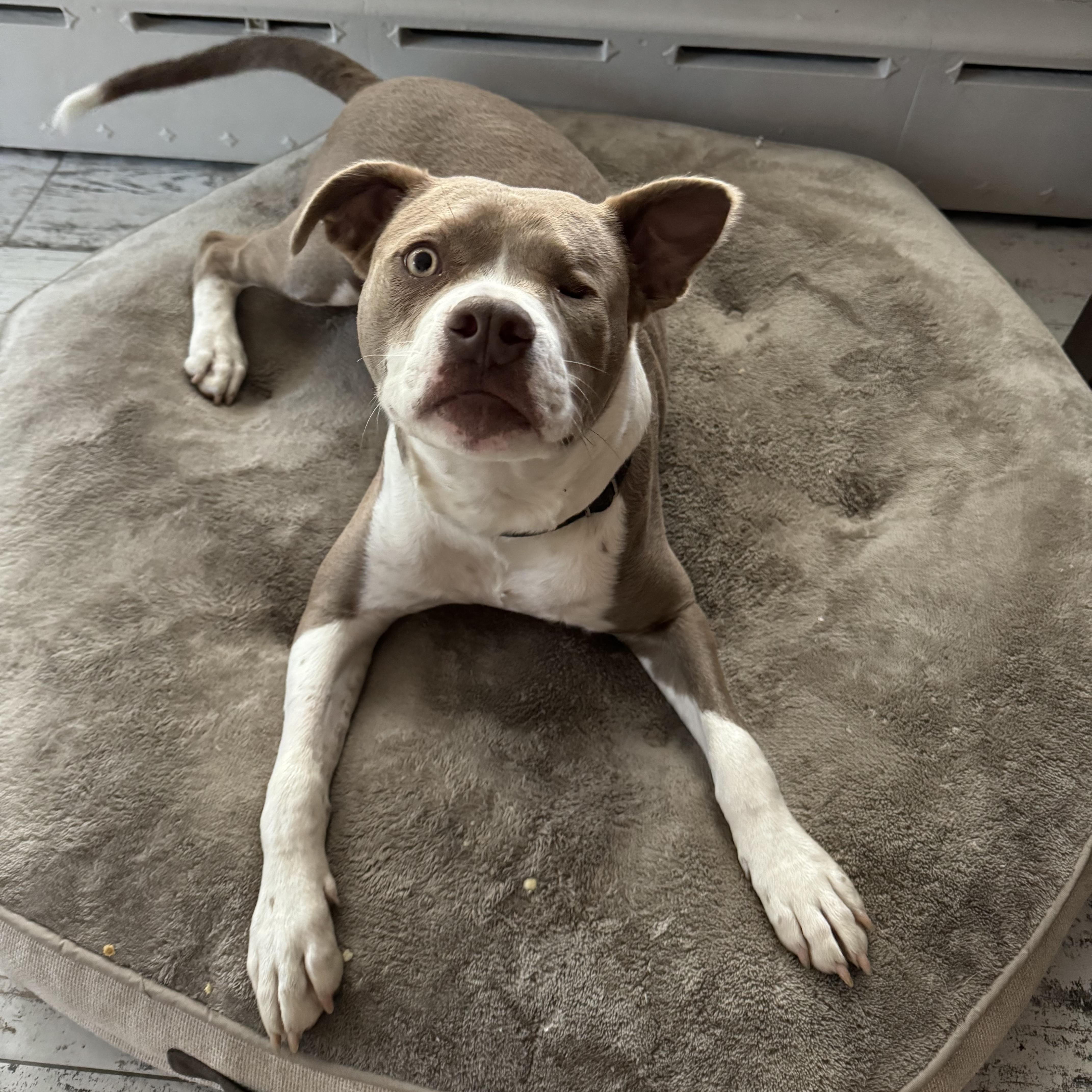 Enlarge Seraphine, a Adoptable mixed breed in Farmingdale, NJ image 1/6