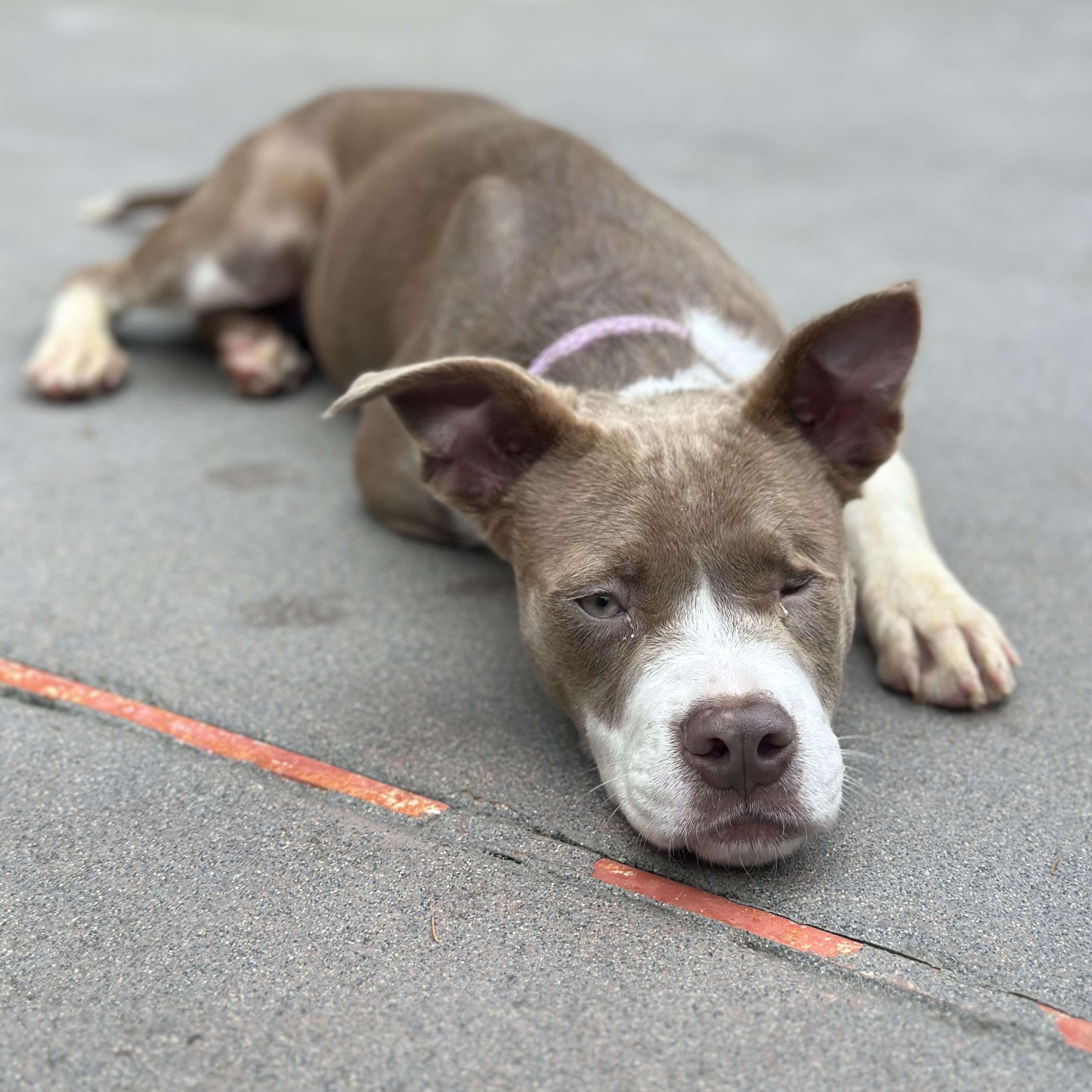 Enlarge Seraphine, a Adoptable mixed breed in Farmingdale, NJ image 4/6