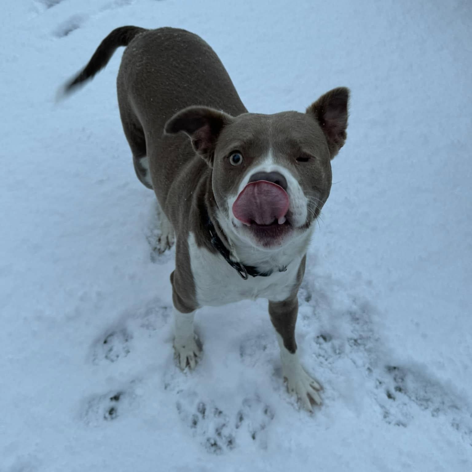 Enlarge Seraphine, a Adoptable mixed breed in Farmingdale, NJ image 2/6