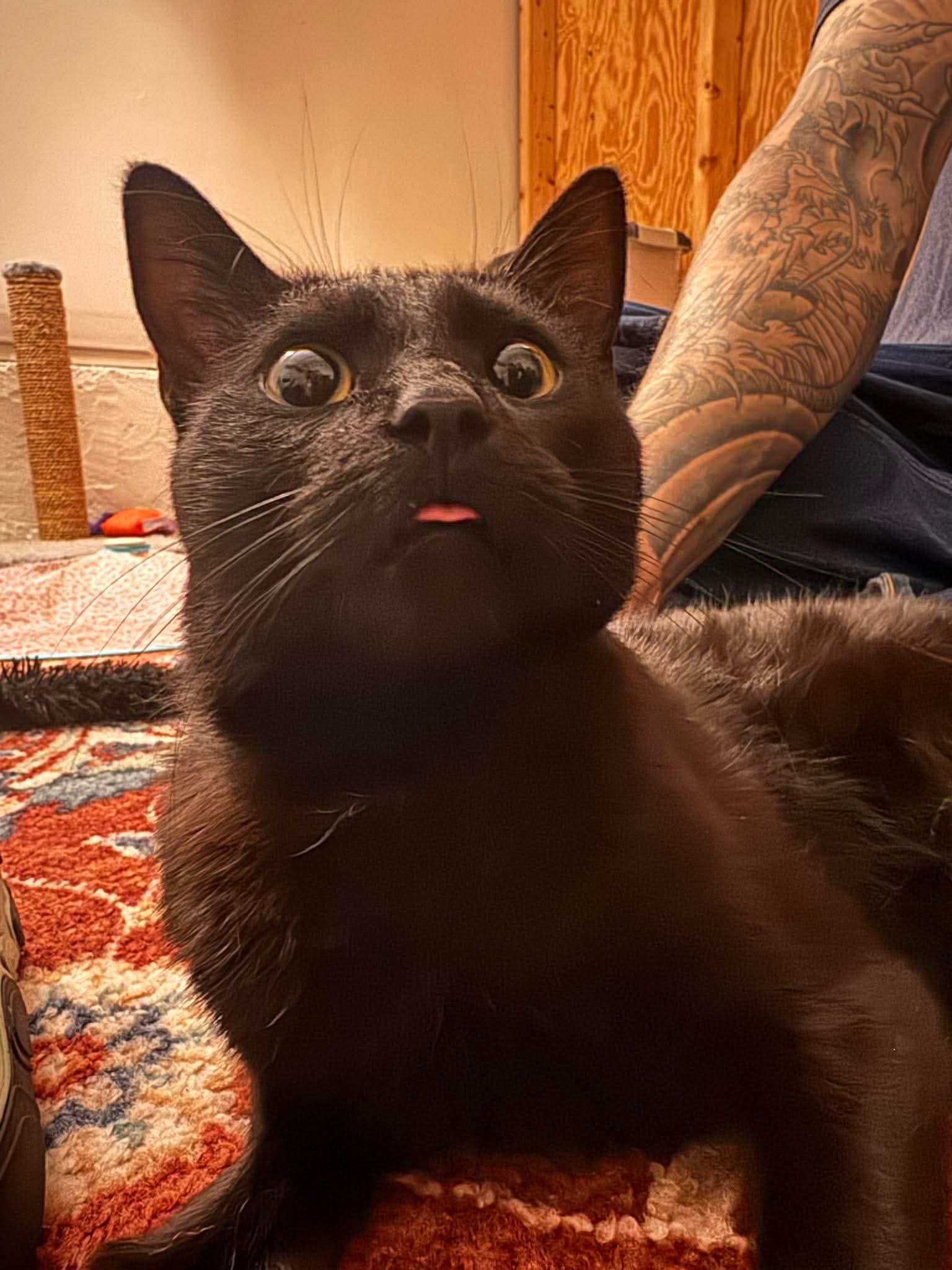 Enlarge Purrlock Holmes, an adopted Domestic Short Hair in Sanford, NC image 1/1