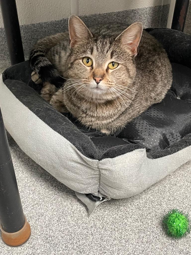 Nevla, Adoptable, Adult Female Domestic Short Hair.