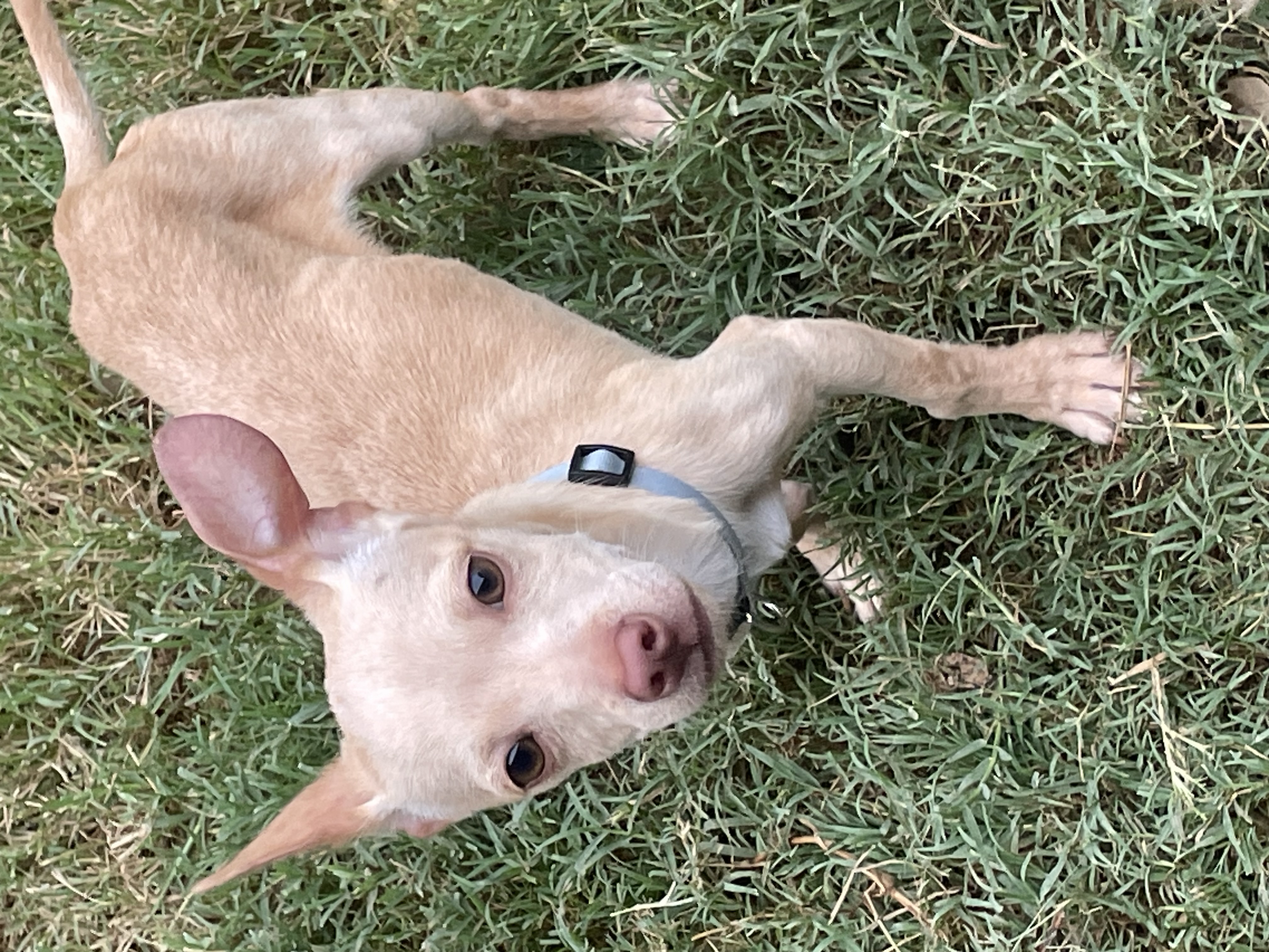 Goliath, a Adoptable mixed breed in Toms River, NJ image 2/5