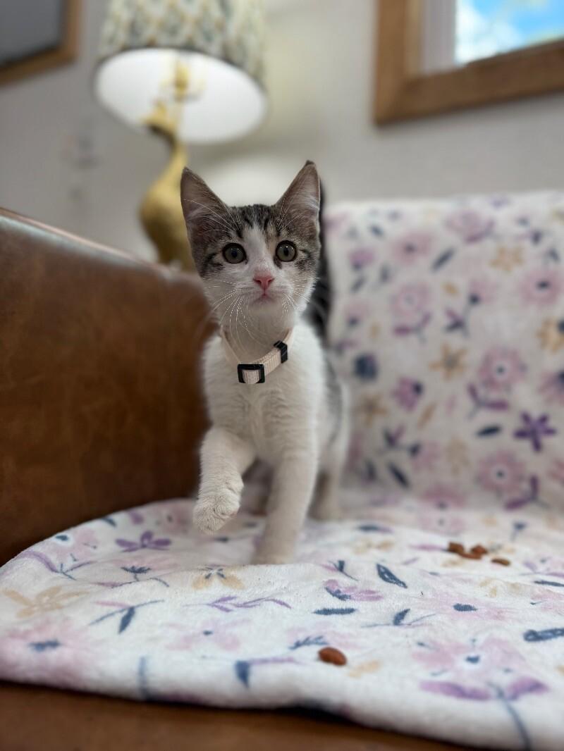 Cat for adoption - Ribbon Hughes, a Tabby Mix in Montreal, QC | Petfinder