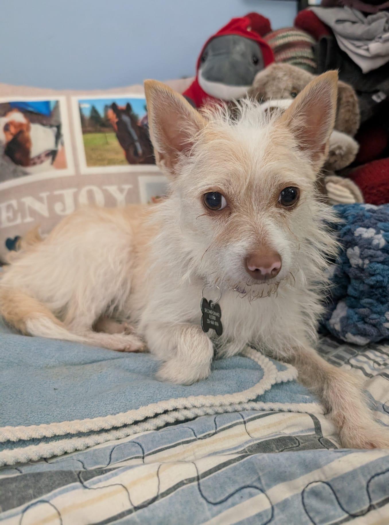 Enlarge Lemon, a Adoptable mixed breed in Owen Sound, ON image 1/2