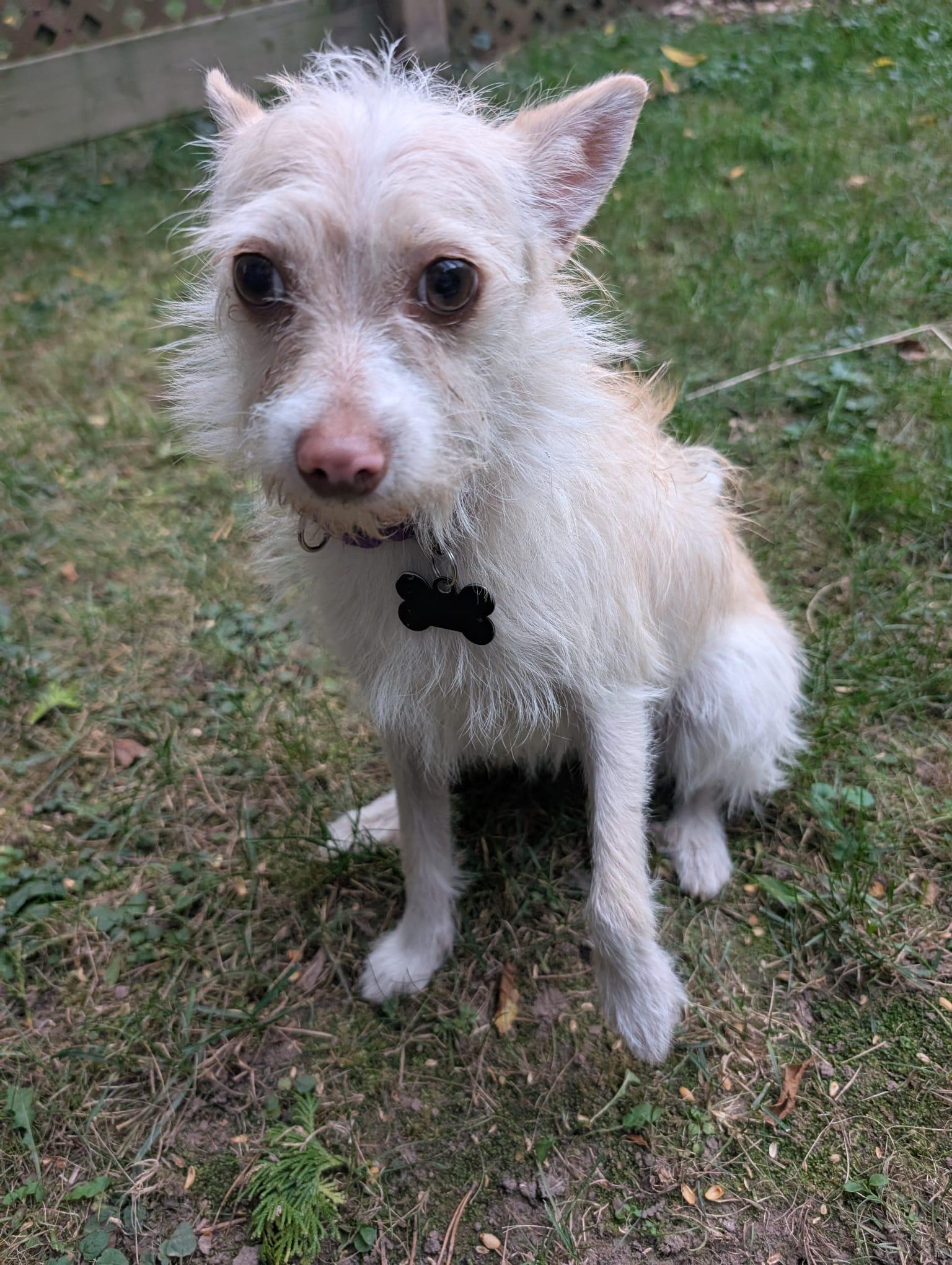 Enlarge Lemon, a Adoptable mixed breed in Owen Sound, ON image 2/2