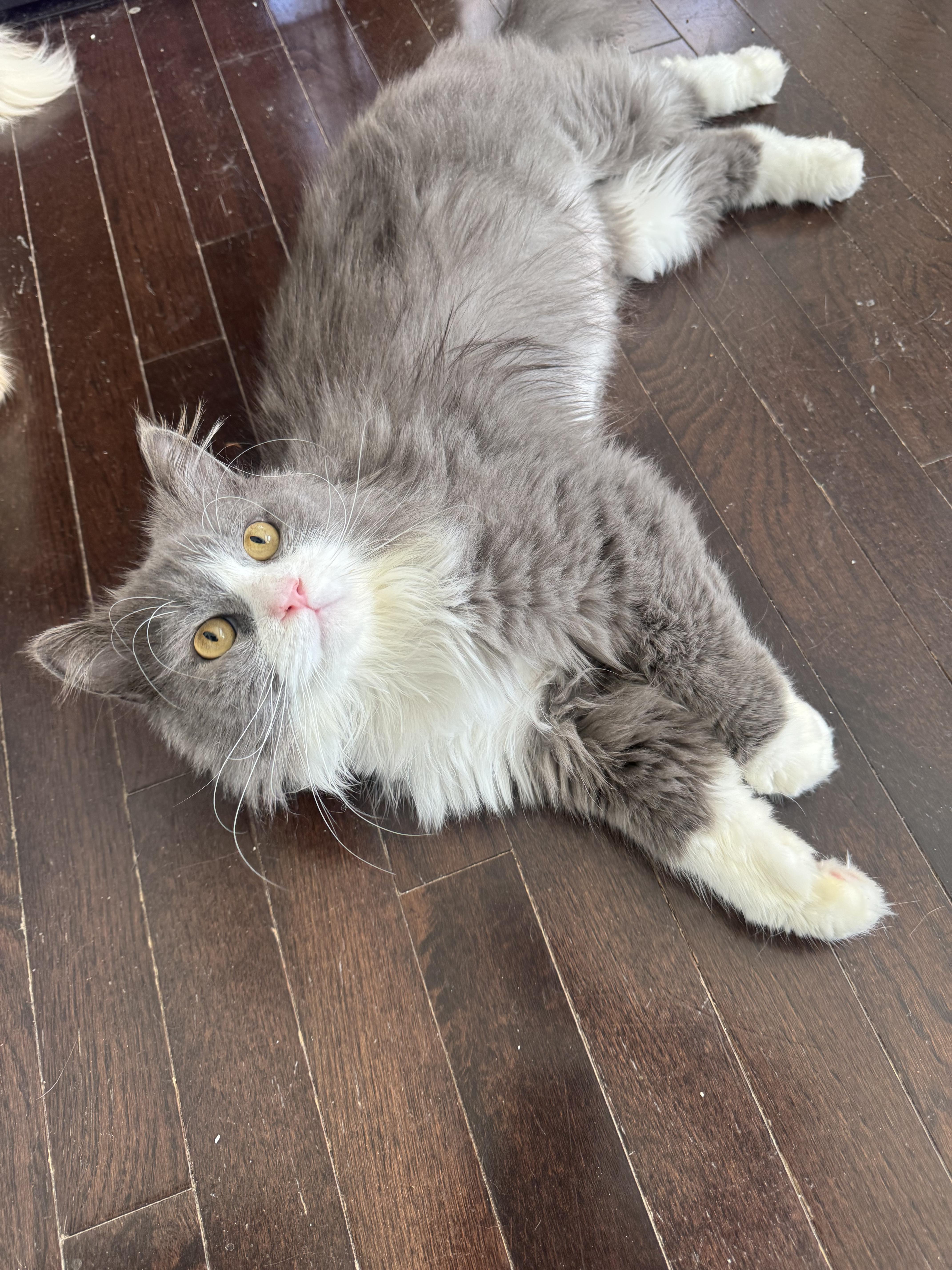 Polte - NEZAM AYAM, an adopted mixed breed in Brampton, ON image 3/5