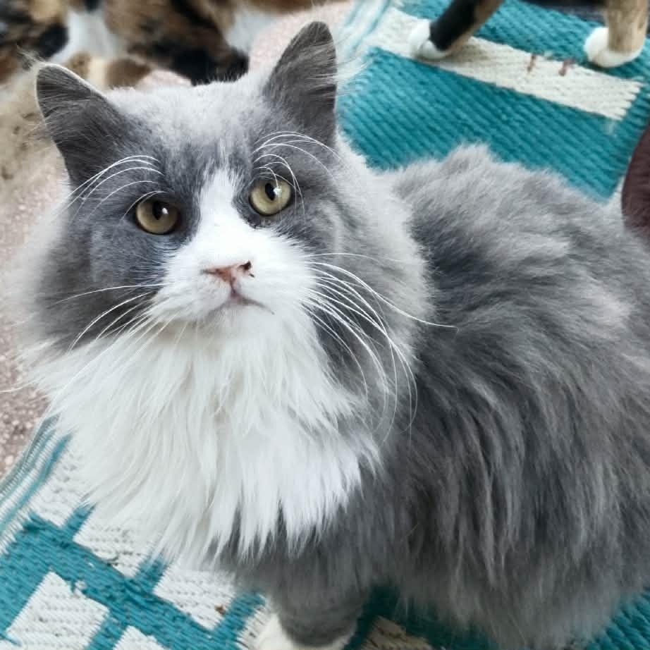 Polte - NEZAM AYAM, adopted, Young Male Ragdoll & Maine Coon.