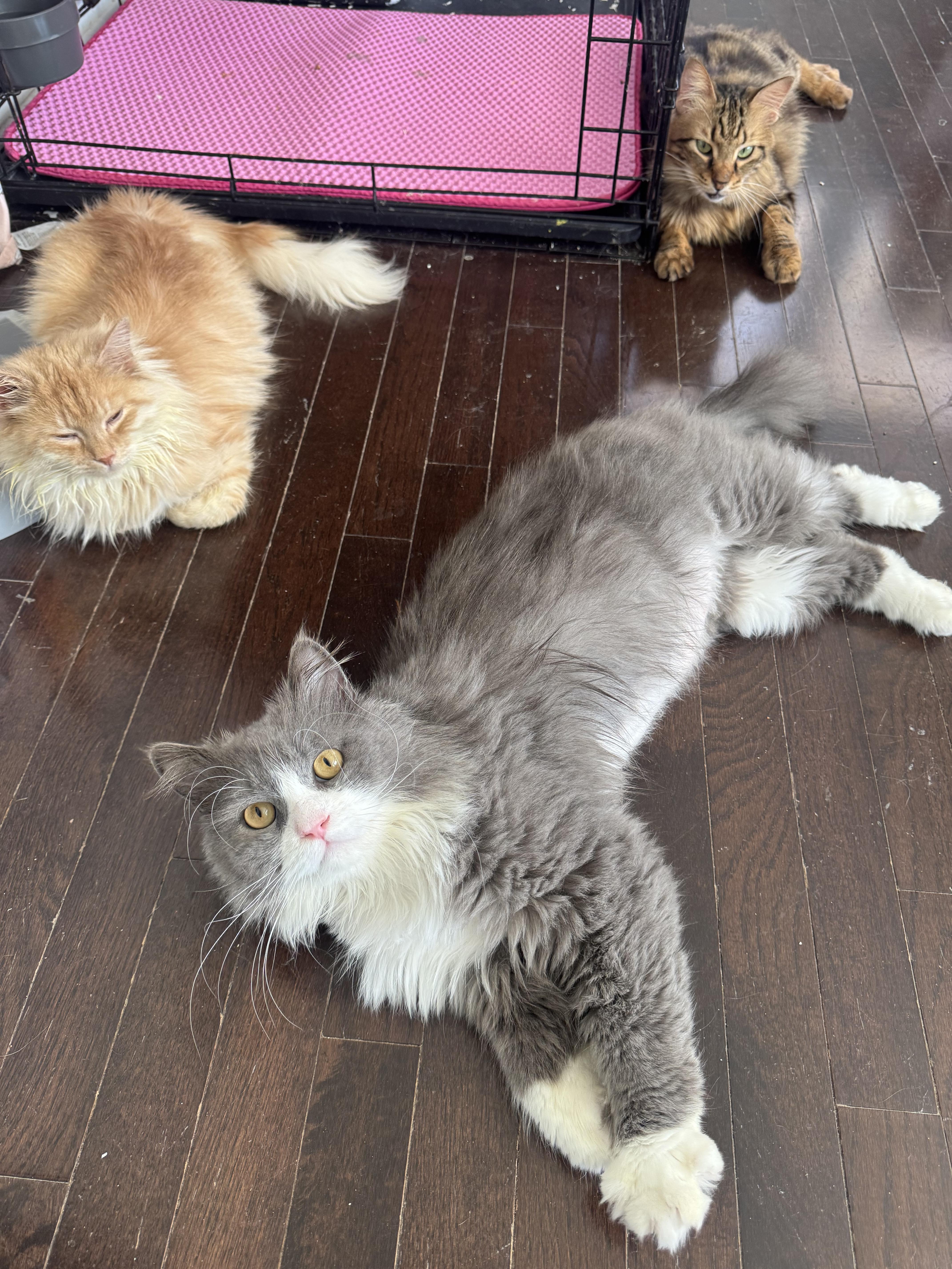 Polte - NEZAM AYAM, an adopted mixed breed in Brampton, ON image 4/5