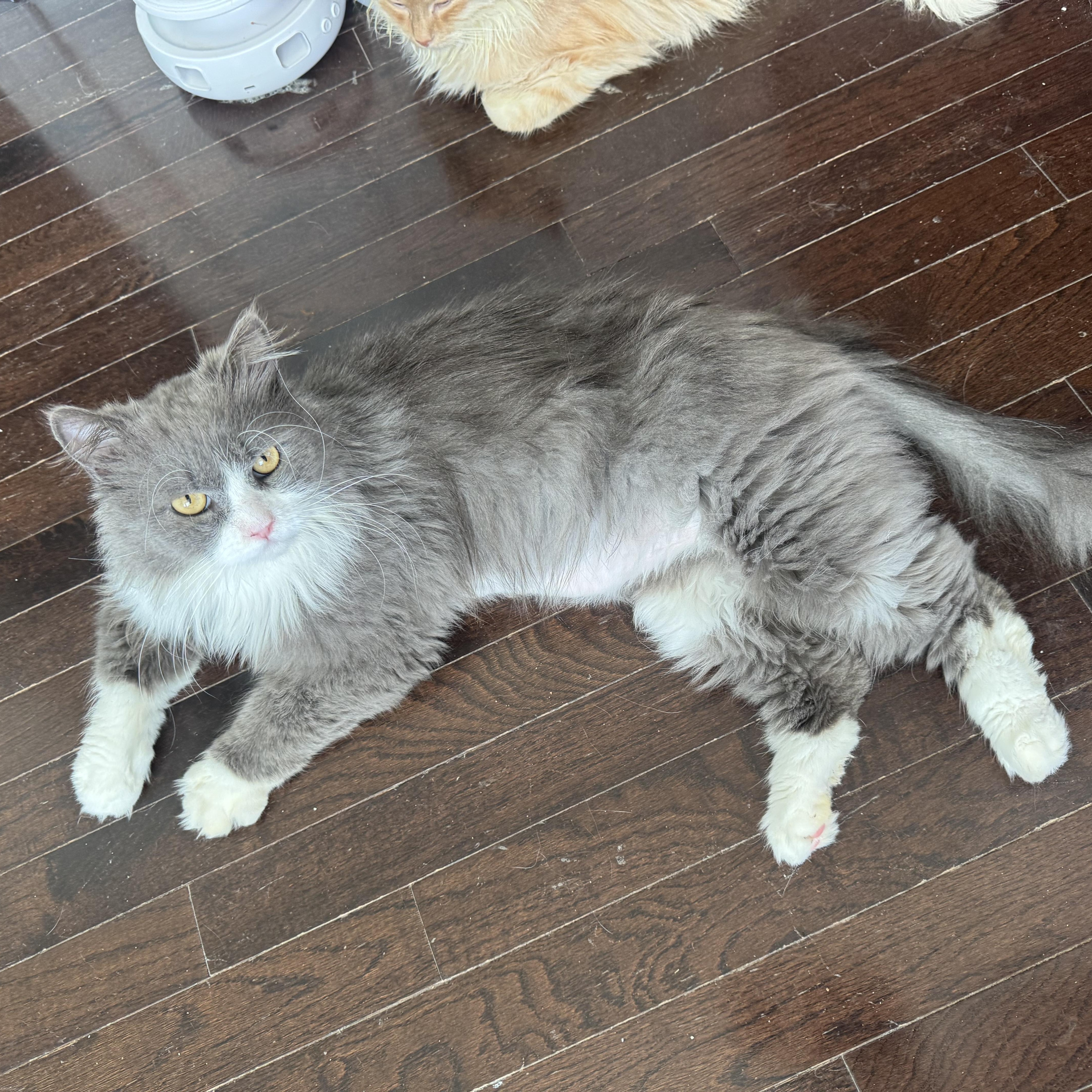 Polte - NEZAM AYAM, an adopted mixed breed in Brampton, ON image 5/5