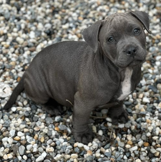 Jangle, Adopted, Puppy Male Pit Bull Terrier.