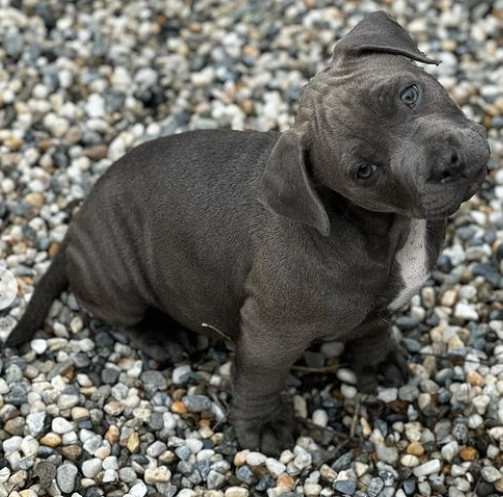 Enlarge Jangle, a Adopted mixed breed in Rocklin, CA image 3/5