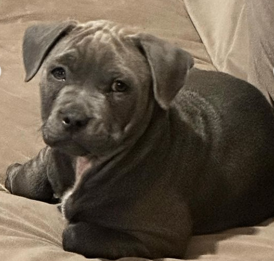 Enlarge Jangle, a Adopted mixed breed in Rocklin, CA image 4/5