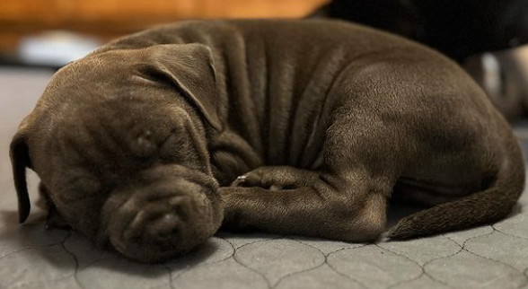 Enlarge Jangle, a Adopted mixed breed in Rocklin, CA image 5/5