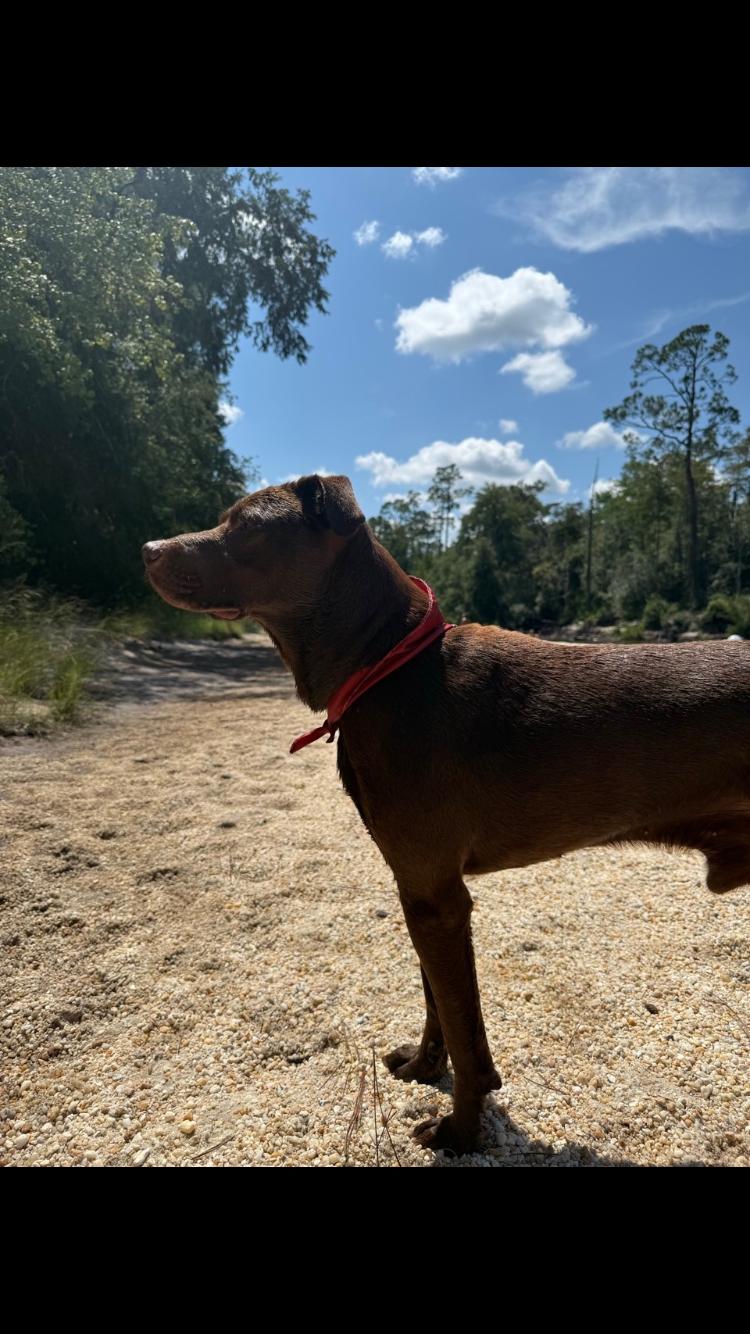 Enlarge Murdock, a Adoptable Chocolate Labrador Retriever in PENSACOLA, FL image 4/4
