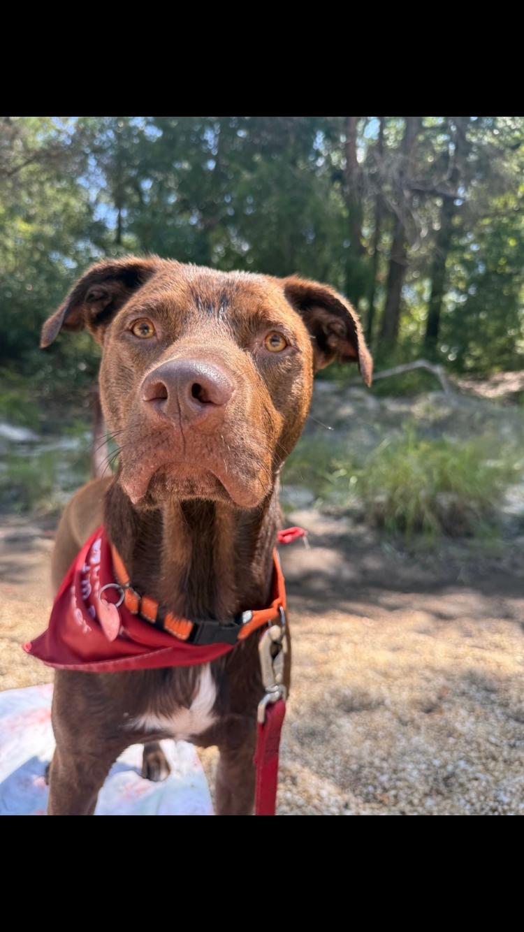 Murdock, Adoptable, Adult Male Chocolate Labrador Retriever.