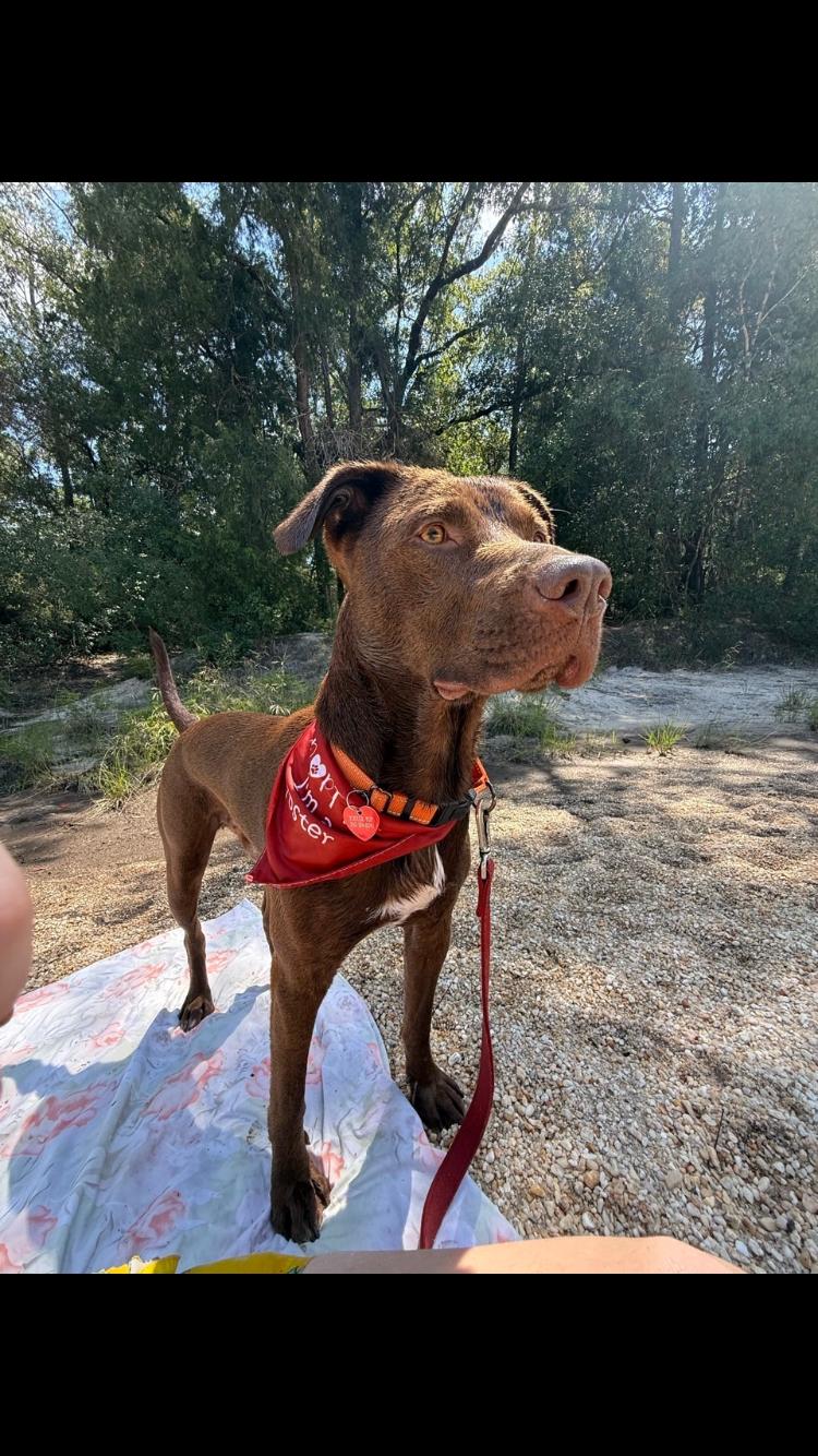 Enlarge Murdock, a Adoptable Chocolate Labrador Retriever in PENSACOLA, FL image 3/4