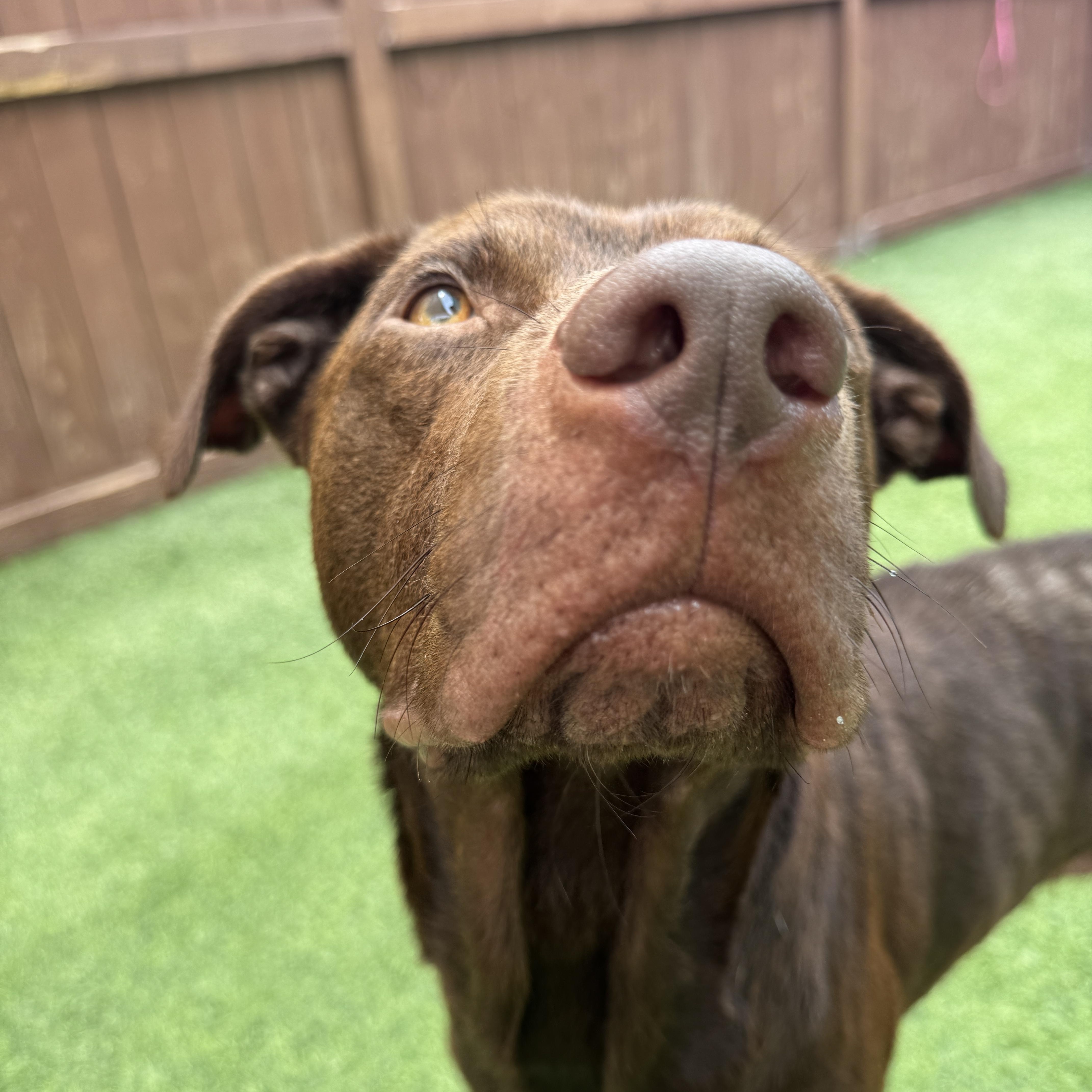 Enlarge Murdock, a Adoptable Chocolate Labrador Retriever in PENSACOLA, FL image 2/2