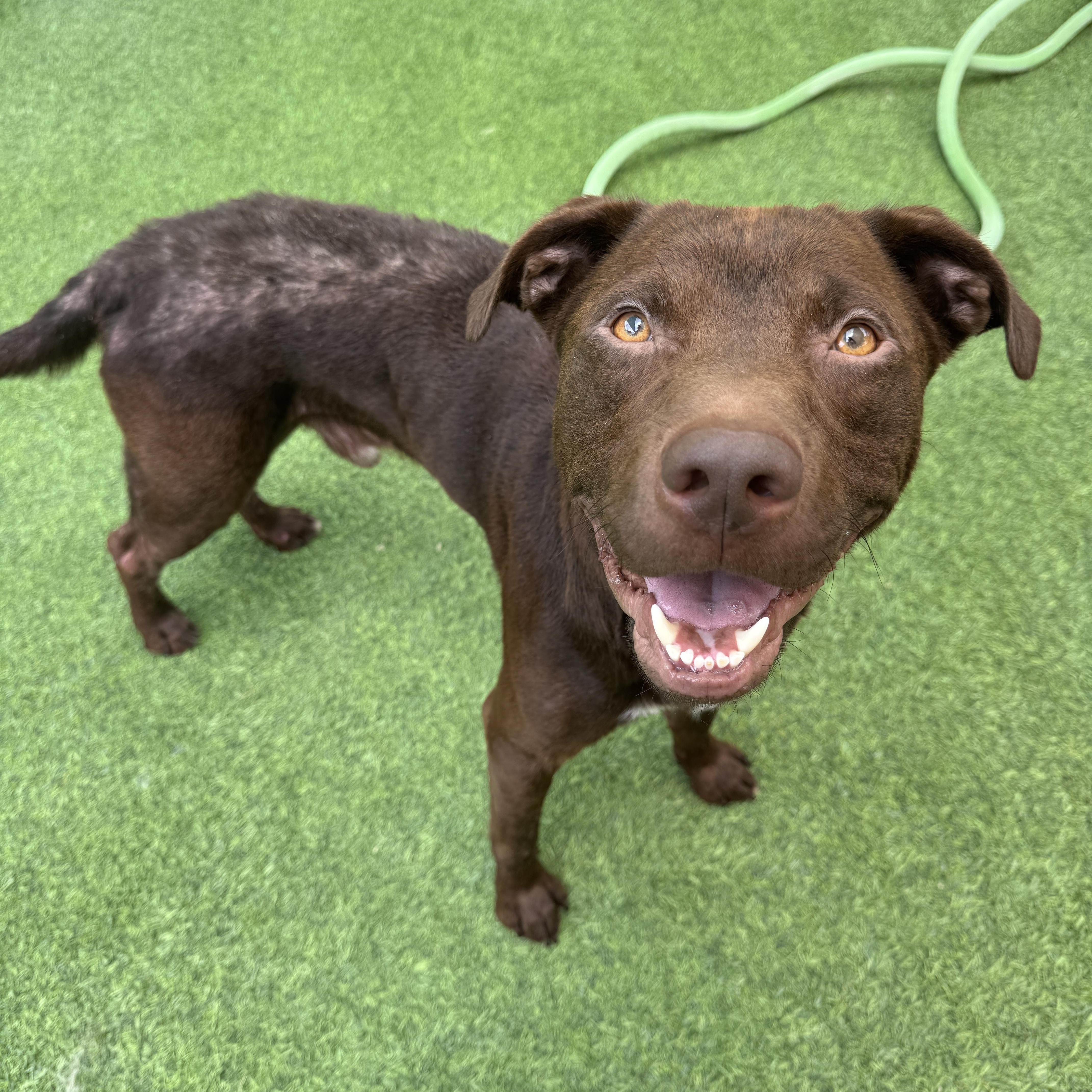 Enlarge Murdock, a Adoptable Chocolate Labrador Retriever in PENSACOLA, FL image 1/2