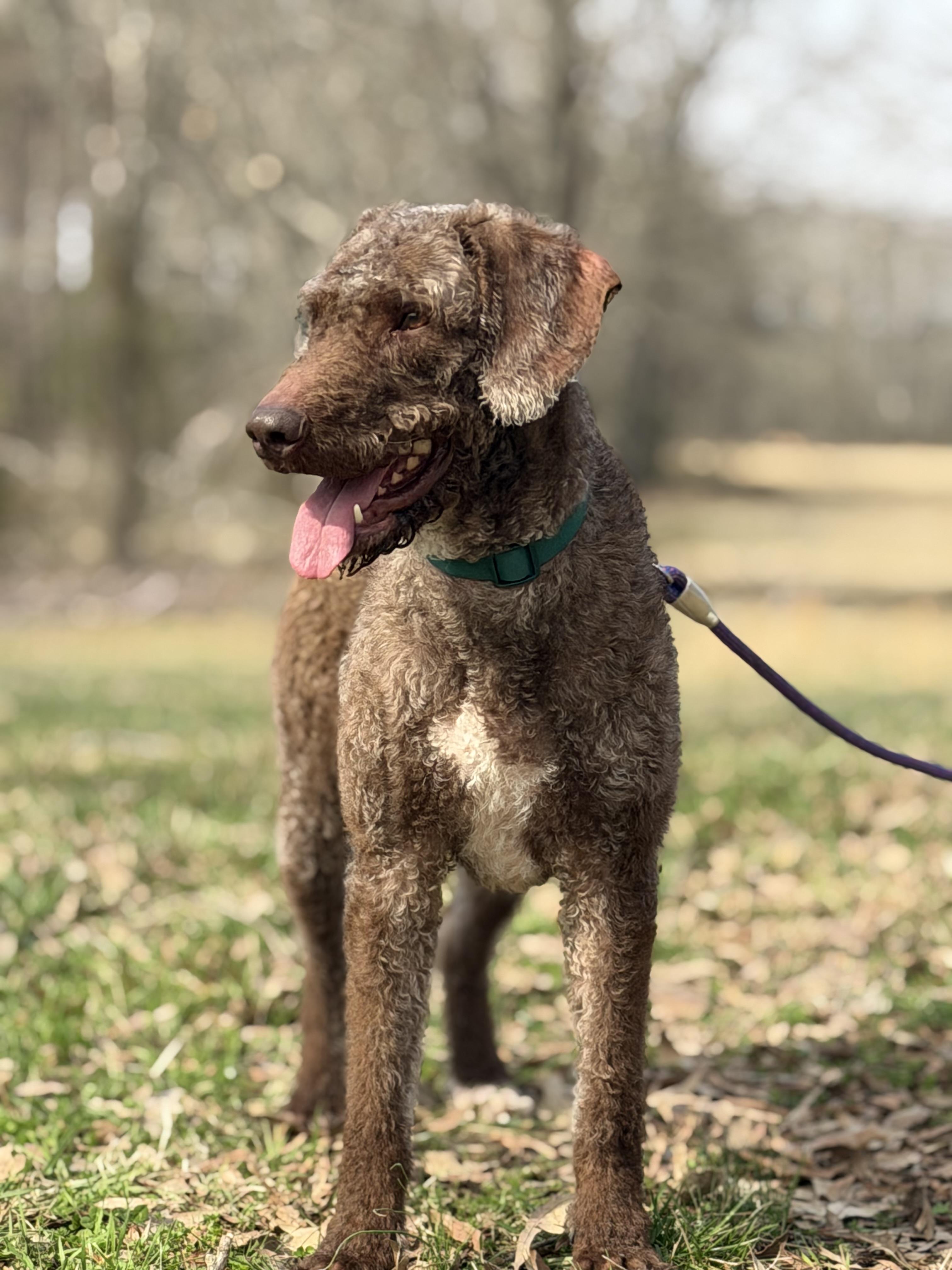 Kaine, a ADOPTABLE Labradoodle in Myrtle, MS image 4/6