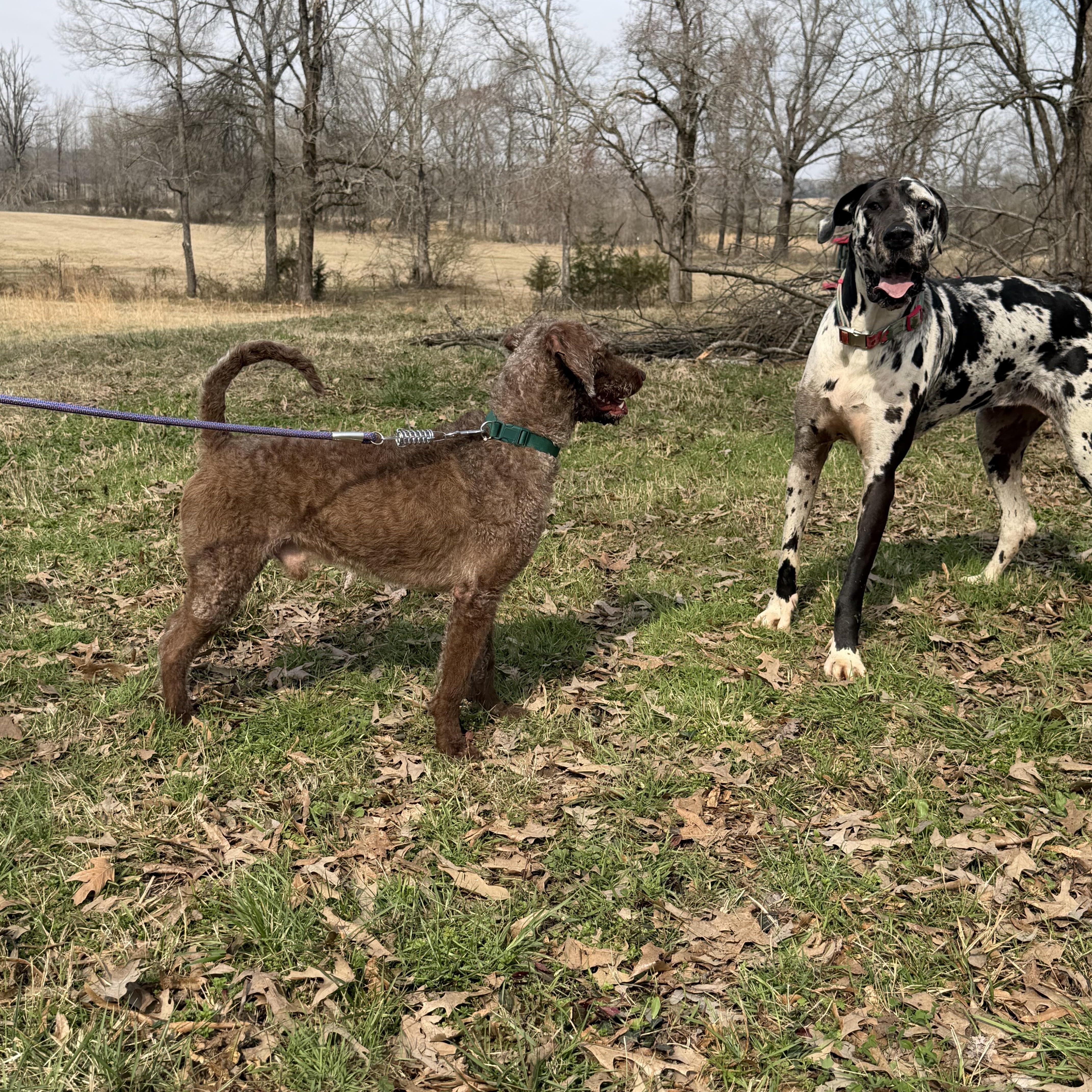 Kaine, a ADOPTABLE Labradoodle in Myrtle, MS image 6/6