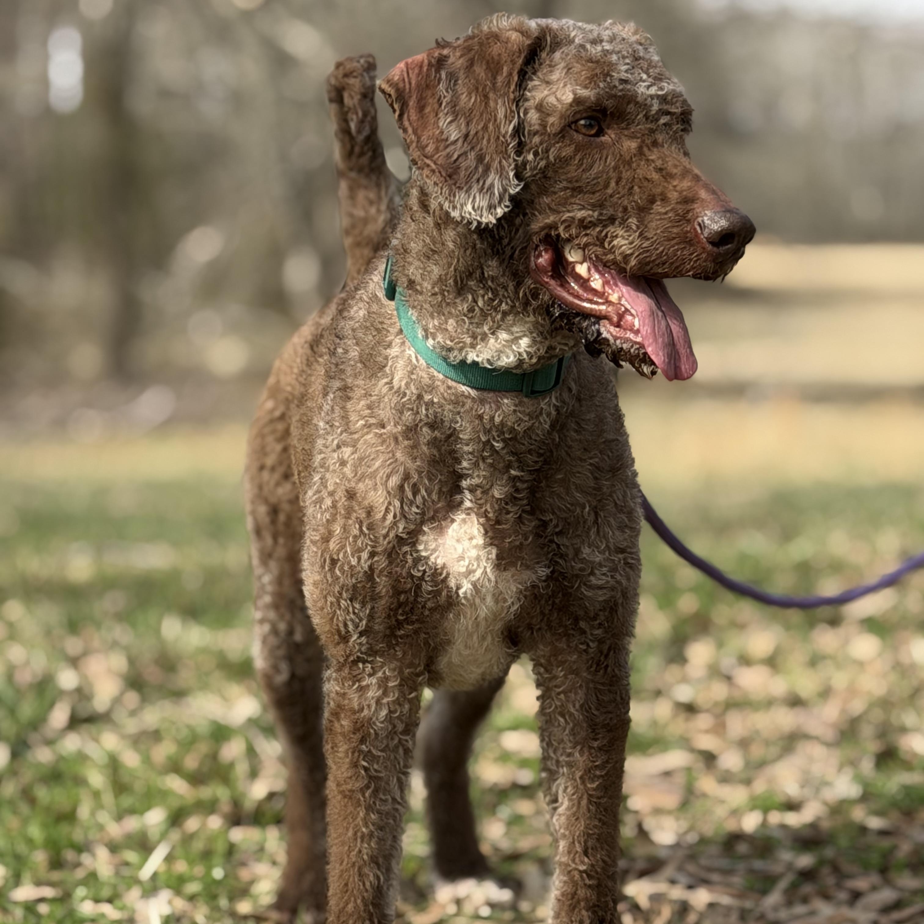 Kaine, a ADOPTABLE Labradoodle in Myrtle, MS image 2/6