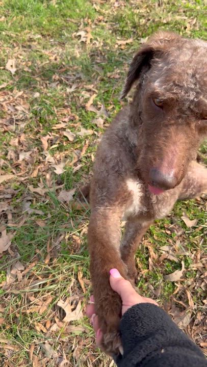 Enlarge Kaine, a ADOPTABLE Labradoodle in Myrtle, MS video 5/6