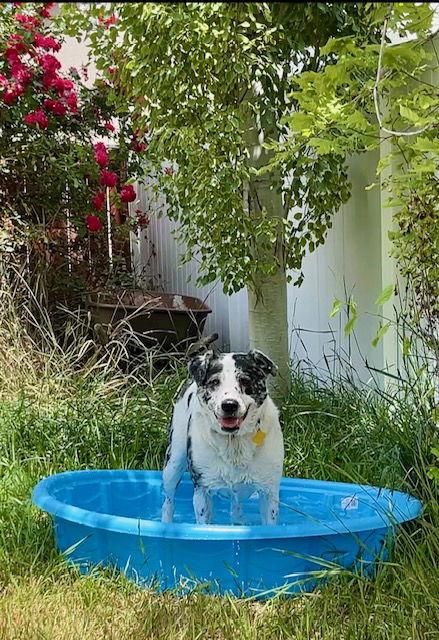 Enlarge Chilli Mama, a Adopted Australian Cattle Dog / Blue Heeler in Salt Lake City, UT image 1/3