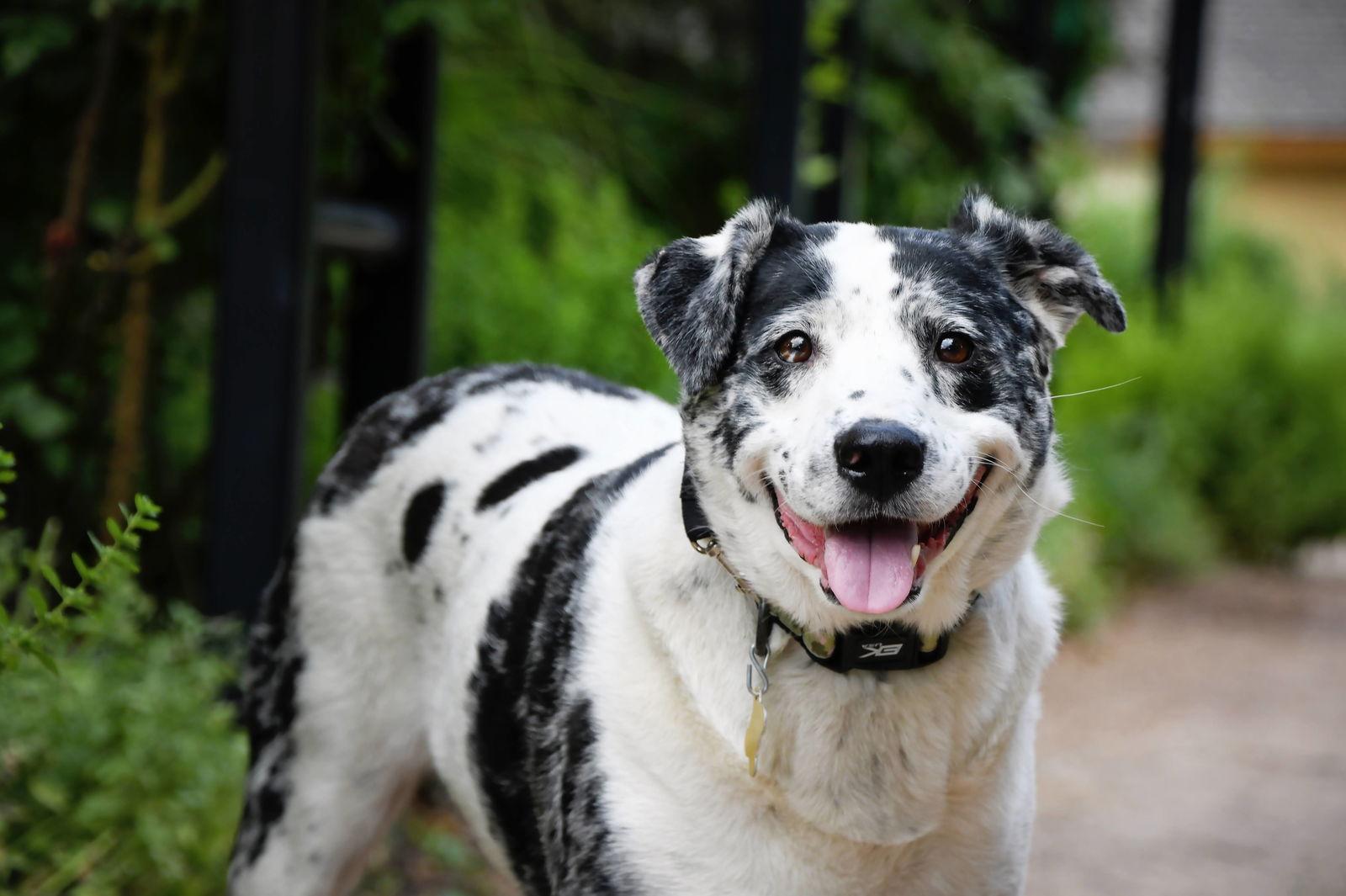 Enlarge Chilli Mama, a Adopted Australian Cattle Dog / Blue Heeler in Salt Lake City, UT image 2/3