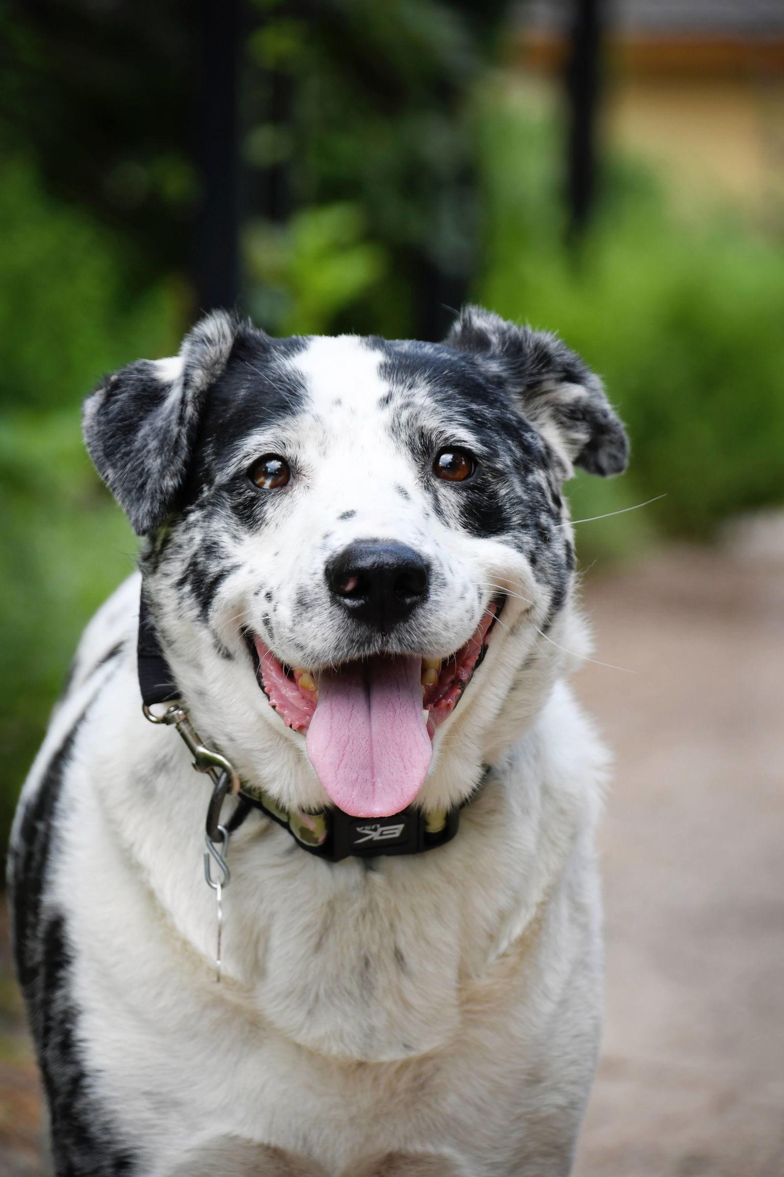 Enlarge Chilli Mama, a Adopted Australian Cattle Dog / Blue Heeler in Salt Lake City, UT image 3/3
